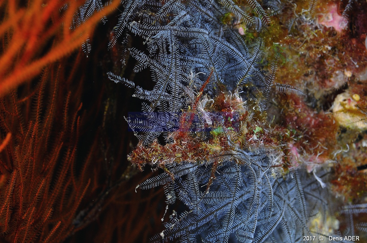 Macrorhynchia philippina hydraires-Safaga Panomara Reef N-31m-20171123-Denis-ADER-DSC_3622_tn.jpg